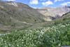 Flower-Decorated Hillside