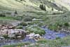 Flowers along Lake Fork Gunnison River