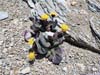 Flowers amid Arid Rocky Fields