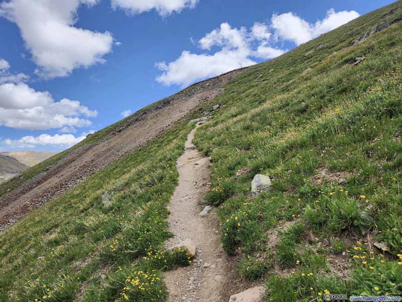 Flowers along Trail