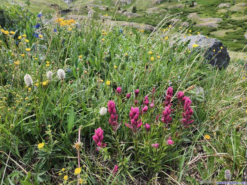 Flowers