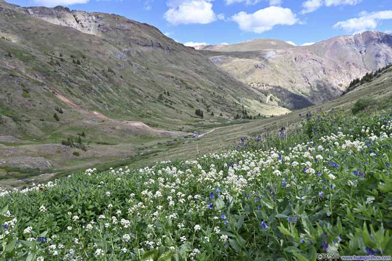 Flower-Decorated Hillside