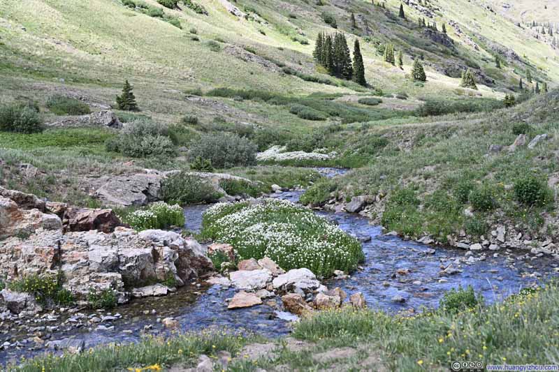 Flowers along Lake Fork Gunnison River