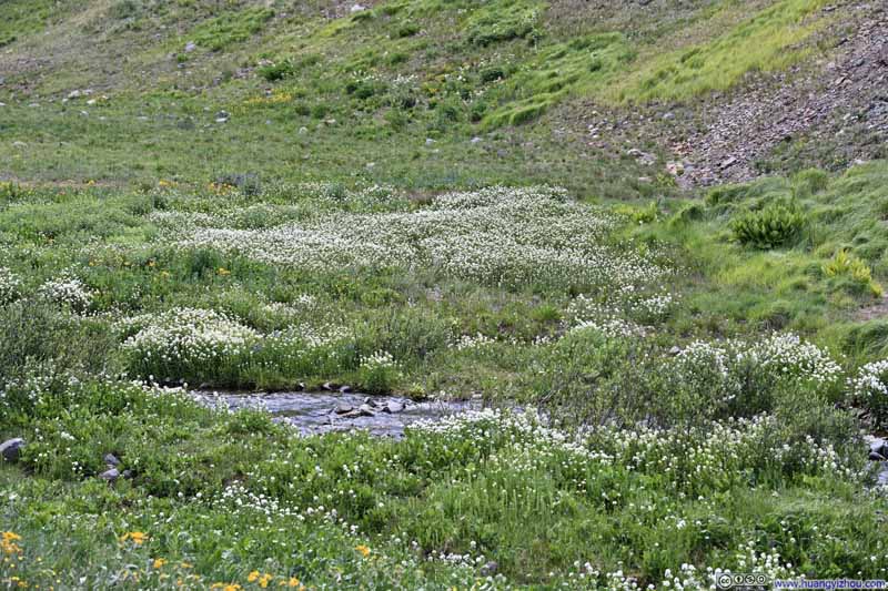 Flowers along Lake Fork Gunnison River