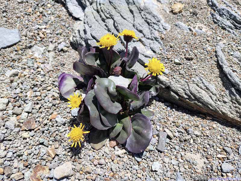 Flowers amid Arid Rocky Fields