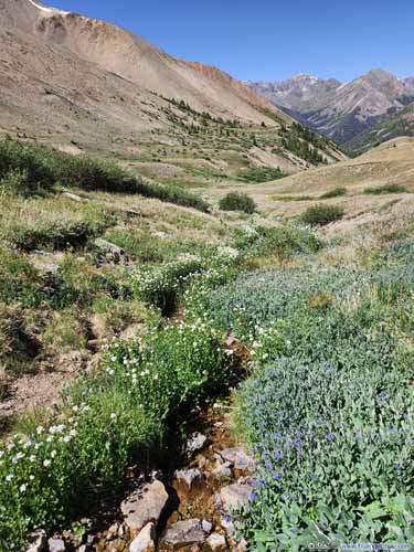 Flowers along Small Creek