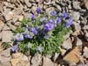 Wildflowers