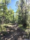 Trail