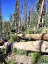 Obstacles along Trail