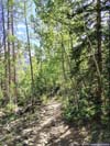 Trail