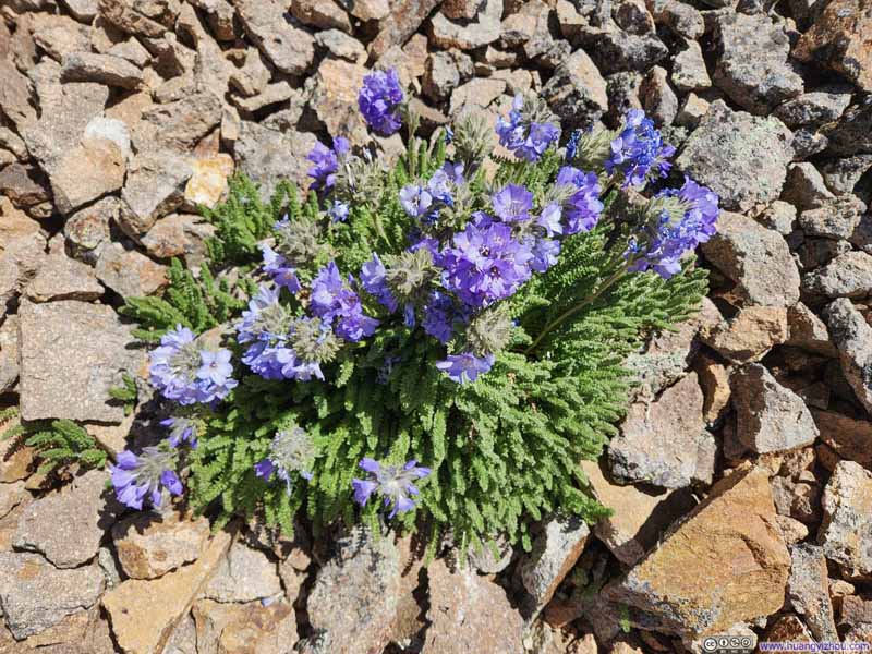 Wildflowers