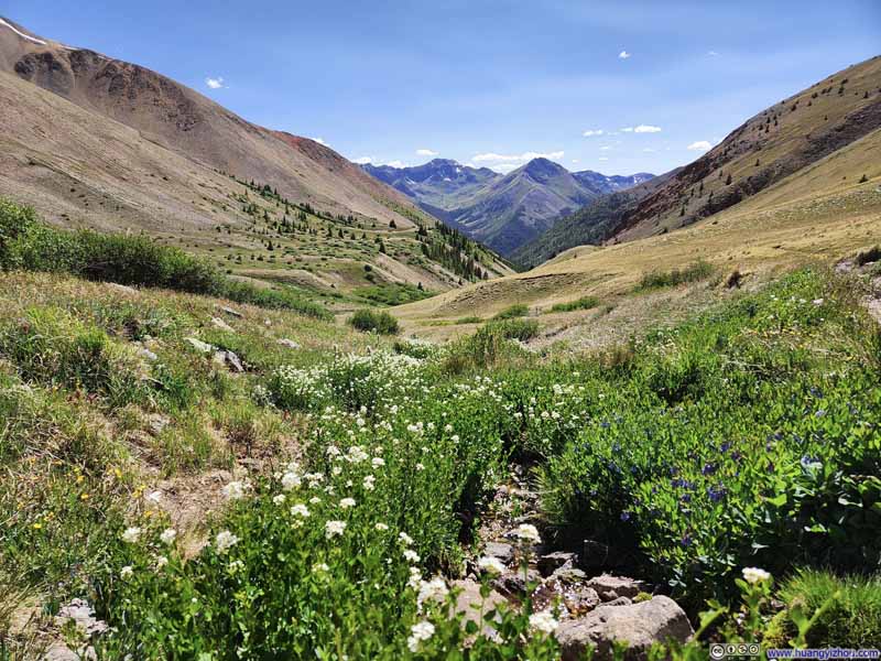 Flowers along Small Creek against Mountainous Backdrop