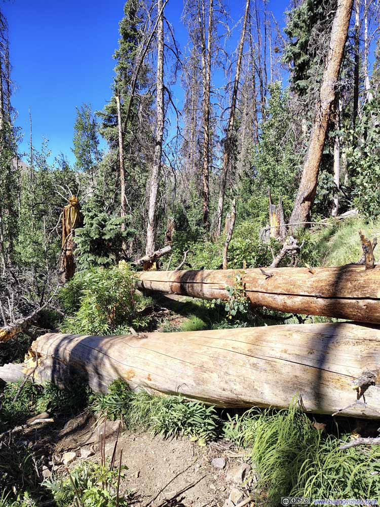 Obstacles along Trail