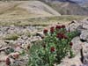 Flowers along Trail