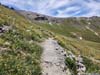 Trail amid Flowery Meadow