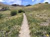 Flowers along Trail