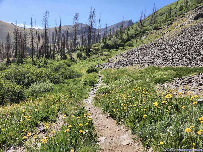 Flowers along Trail