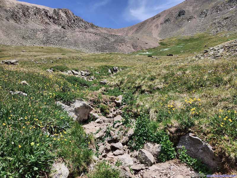 Flowers along Dry Creek