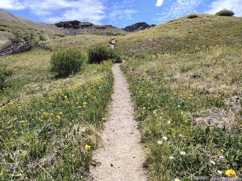 Flowers along Trail